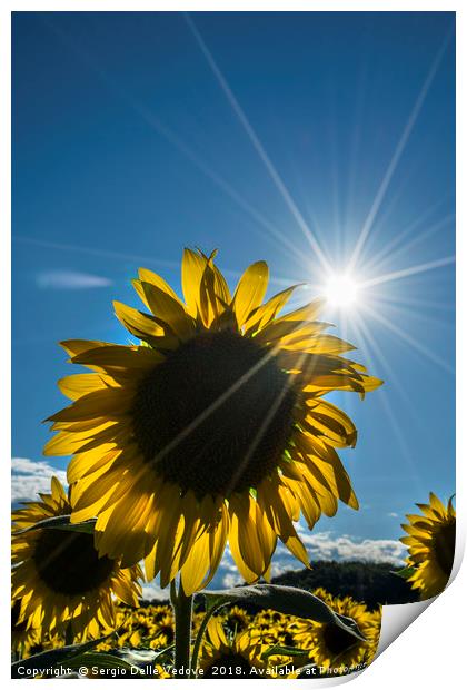 sunflowers in summer Print by Sergio Delle Vedove