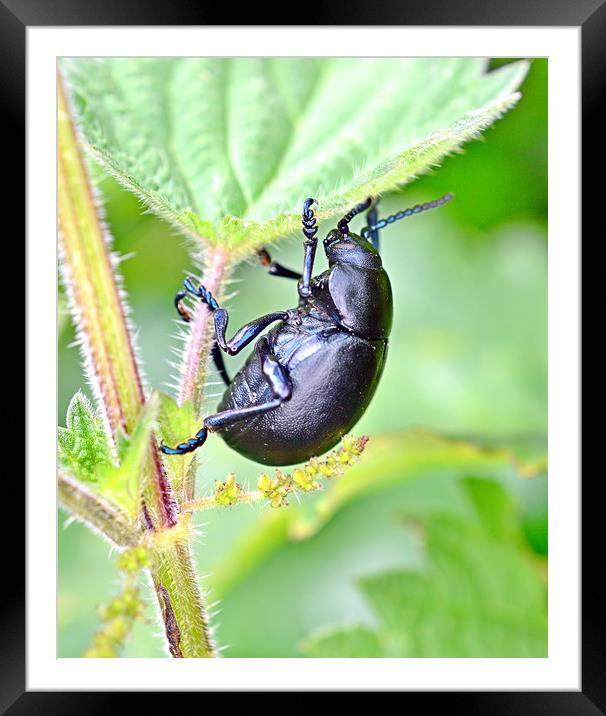 Bloody-Nosed Beetle Framed Mounted Print by Bryan 4Pics