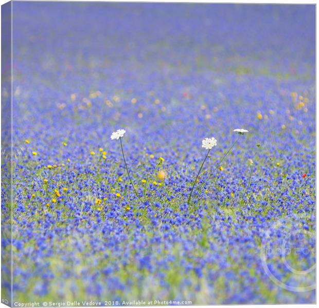 blue flowers Canvas Print by Sergio Delle Vedove
