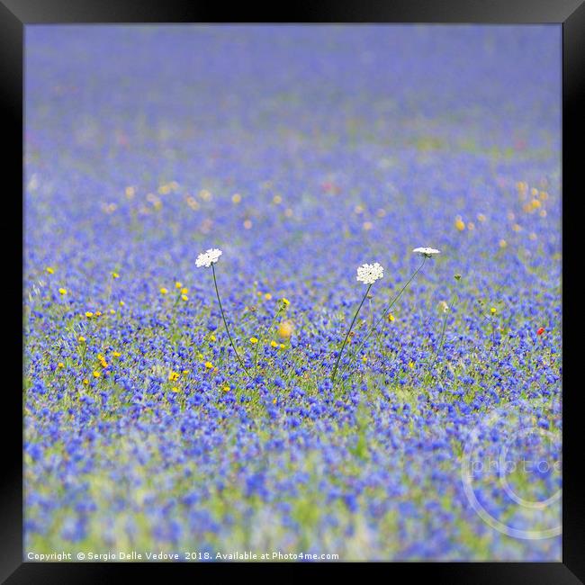 blue flowers Framed Print by Sergio Delle Vedove