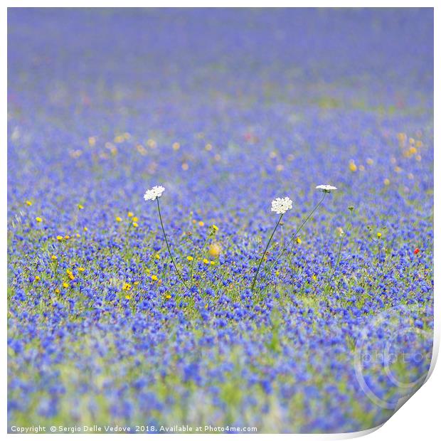 blue flowers Print by Sergio Delle Vedove