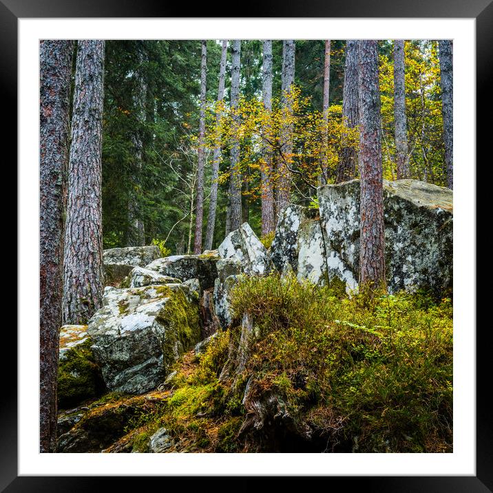 Hermitage Woods in autumn Framed Mounted Print by George Robertson