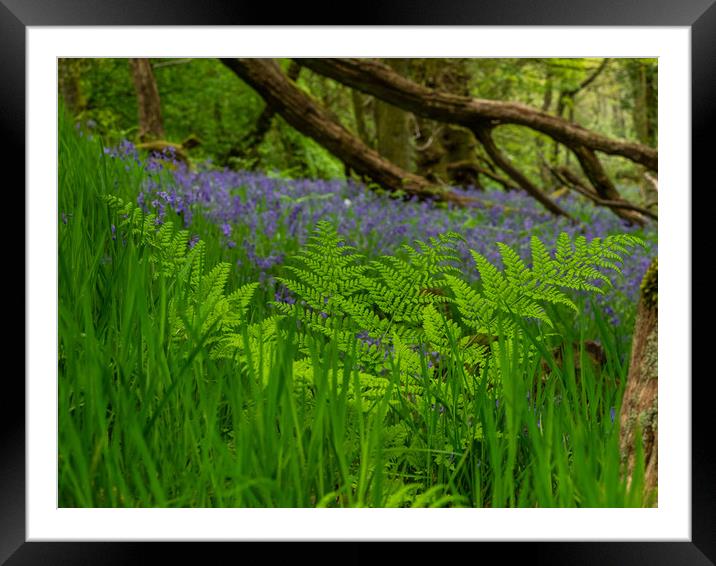 Bluebells in the woods Framed Mounted Print by George Robertson