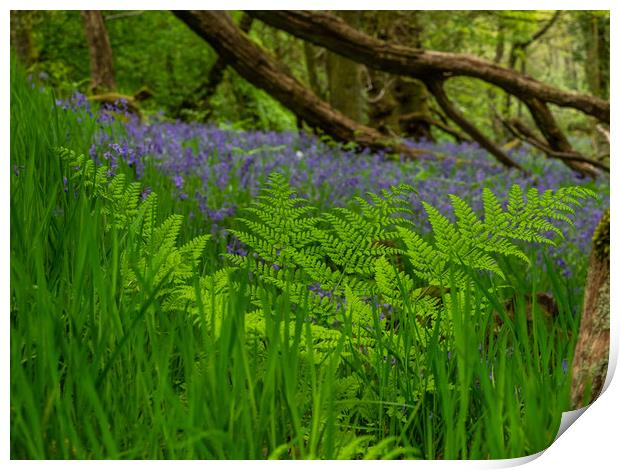 Bluebells in the woods Print by George Robertson