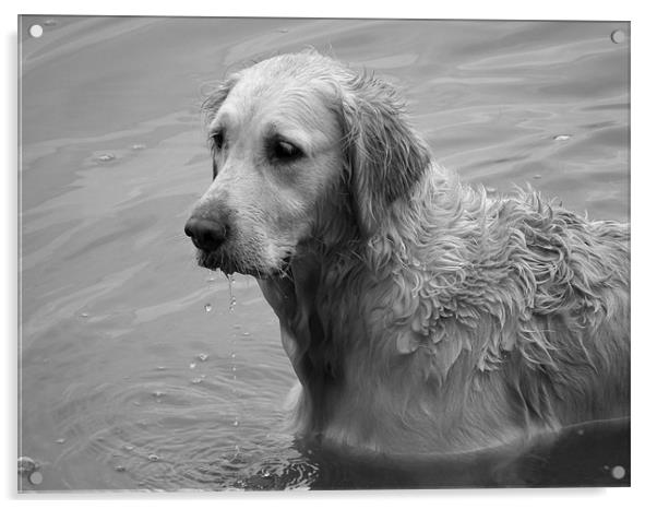 Golden Retriever Acrylic by kelly Draper