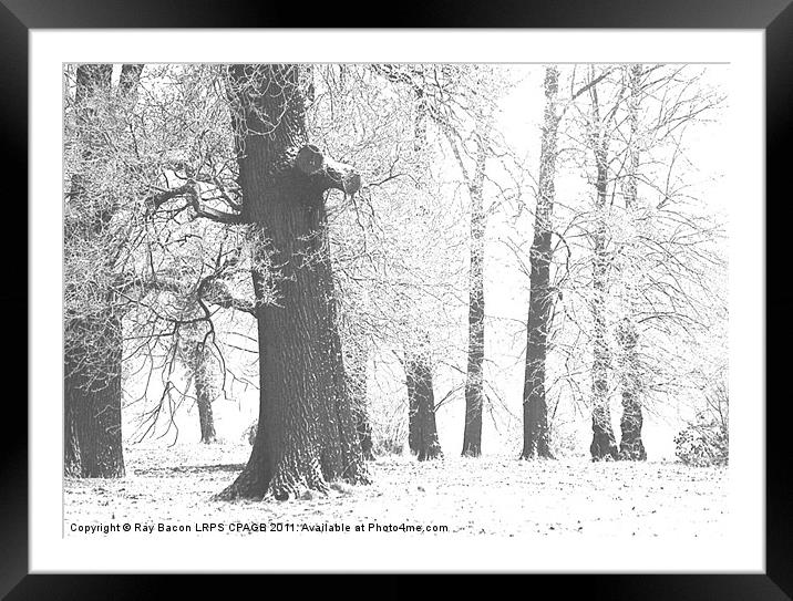 ON A SNOWY MORNING Framed Mounted Print by Ray Bacon LRPS CPAGB