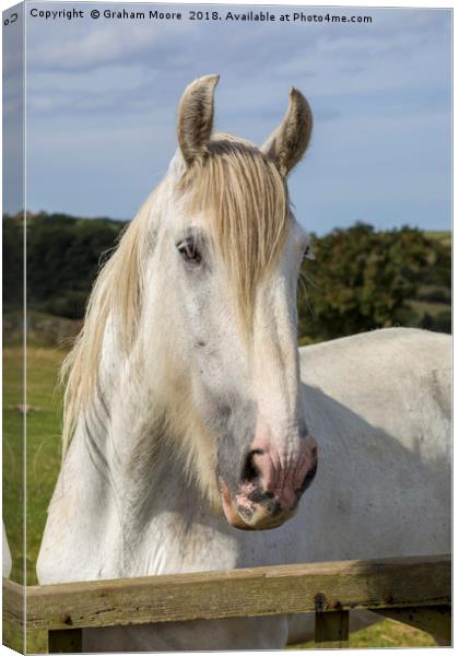 White Horse Canvas Print by Graham Moore