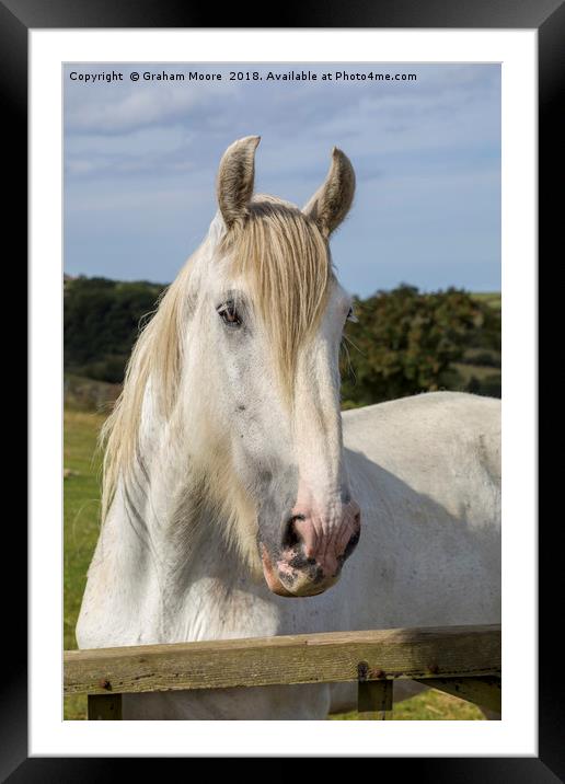 White Horse Framed Mounted Print by Graham Moore