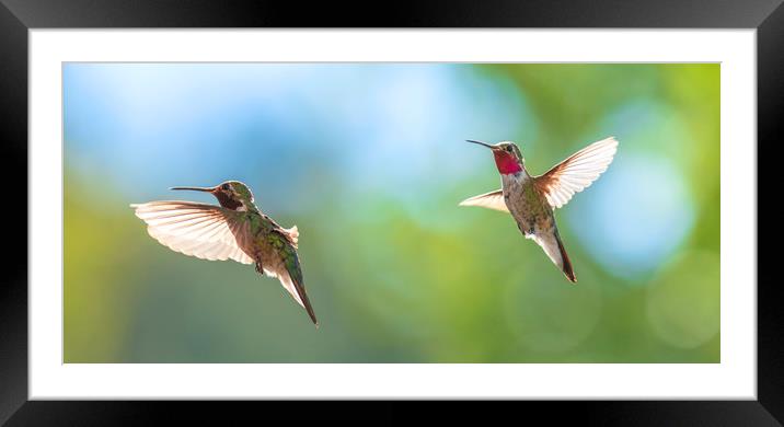 The Hummingbirds of Arizona  Framed Mounted Print by John Finney