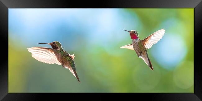The Hummingbirds of Arizona  Framed Print by John Finney