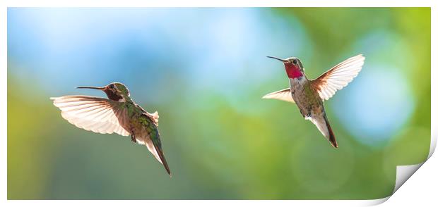 The Hummingbirds of Arizona  Print by John Finney