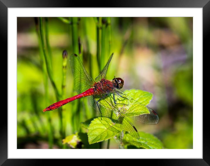Ruddy Darter - Dragonfly. Framed Mounted Print by Colin Allen