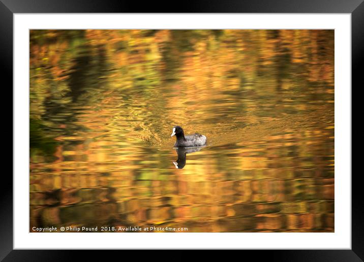 Coot Swimming on Lake Framed Mounted Print by Philip Pound