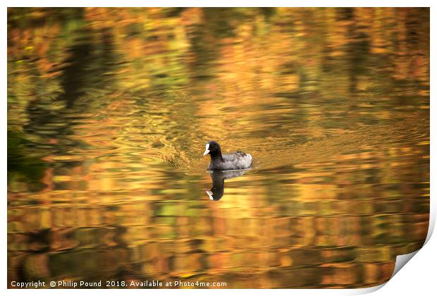 Coot Swimming on Lake Print by Philip Pound