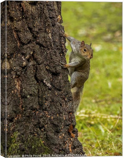 Grey Squirrel on Tree Trunk Canvas Print by Philip Pound