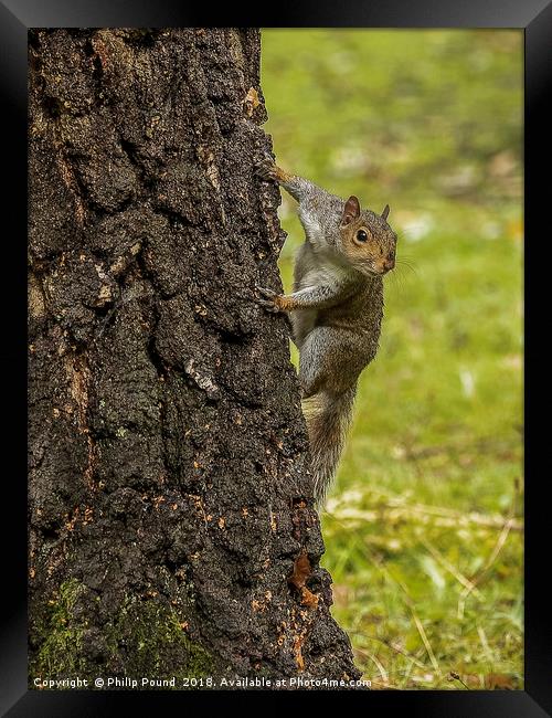 Grey Squirrel on Tree Trunk Framed Print by Philip Pound
