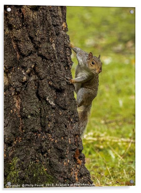 Grey Squirrel on Tree Trunk Acrylic by Philip Pound