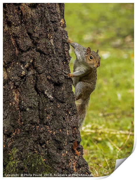 Grey Squirrel on Tree Trunk Print by Philip Pound