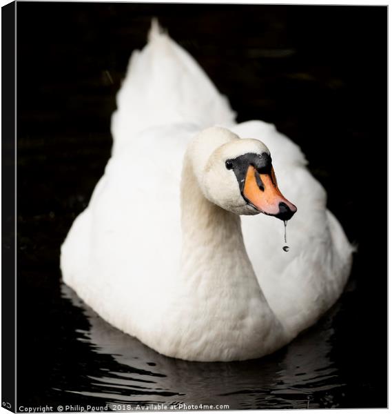 Swan in water Canvas Print by Philip Pound