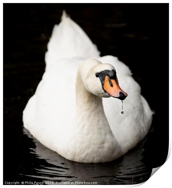 Swan in water Print by Philip Pound