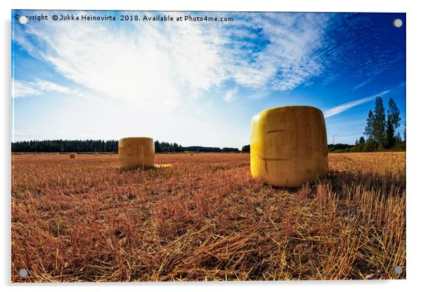 Yellow Bales On The Early Autumn Fields Acrylic by Jukka Heinovirta