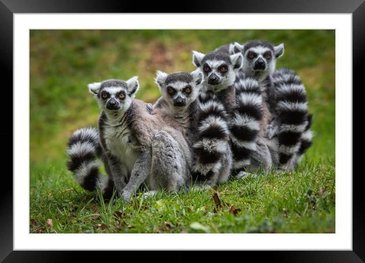 Family of Ring Tailed Lemurs Framed Mounted Print by George Robertson