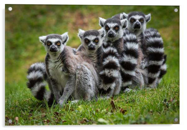 Family of Ring Tailed Lemurs Acrylic by George Robertson