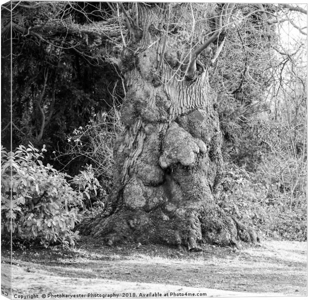 Old Man Tree seen in the grounds of a local park. Canvas Print by Elizabeth Debenham