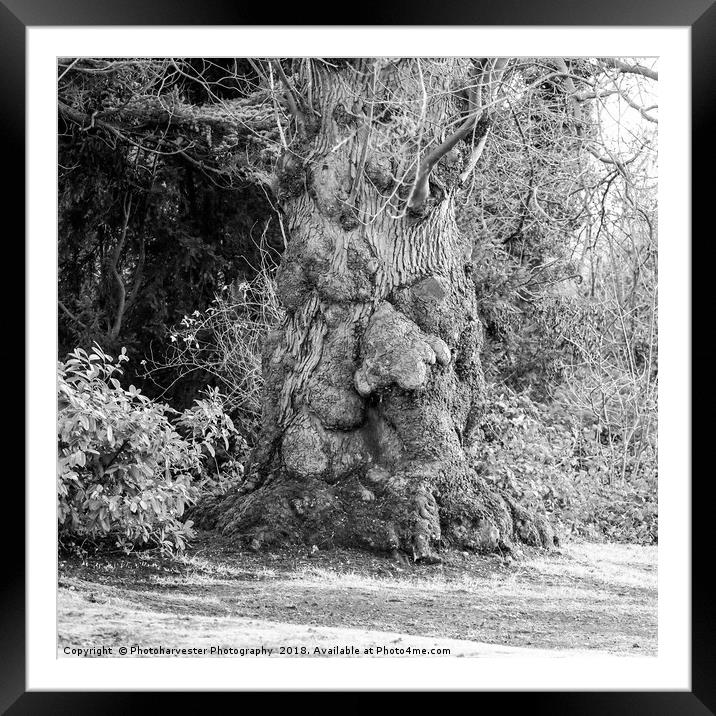 Old Man Tree seen in the grounds of a local park. Framed Mounted Print by Elizabeth Debenham