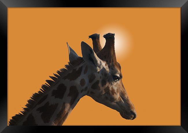 Giraffe on orange background Framed Print by Peter Elliott 