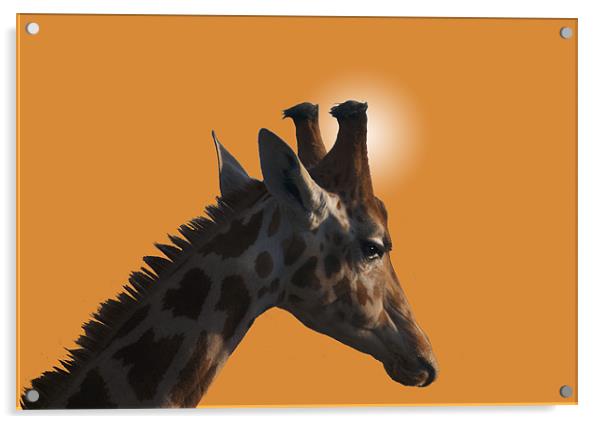 Giraffe on orange background Acrylic by Peter Elliott 