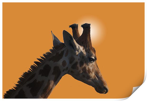 Giraffe on orange background Print by Peter Elliott 