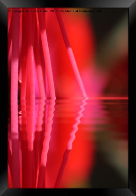 Fuchsia Pink Framed Print by Nicola Clark