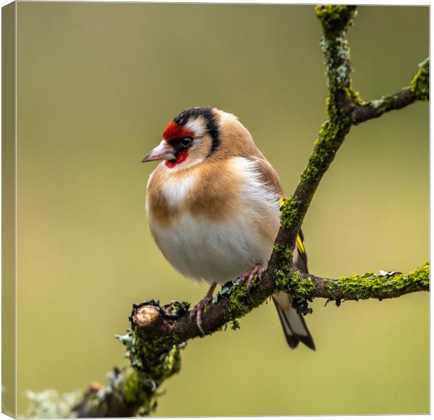 Goldfinch Canvas Print by George Robertson