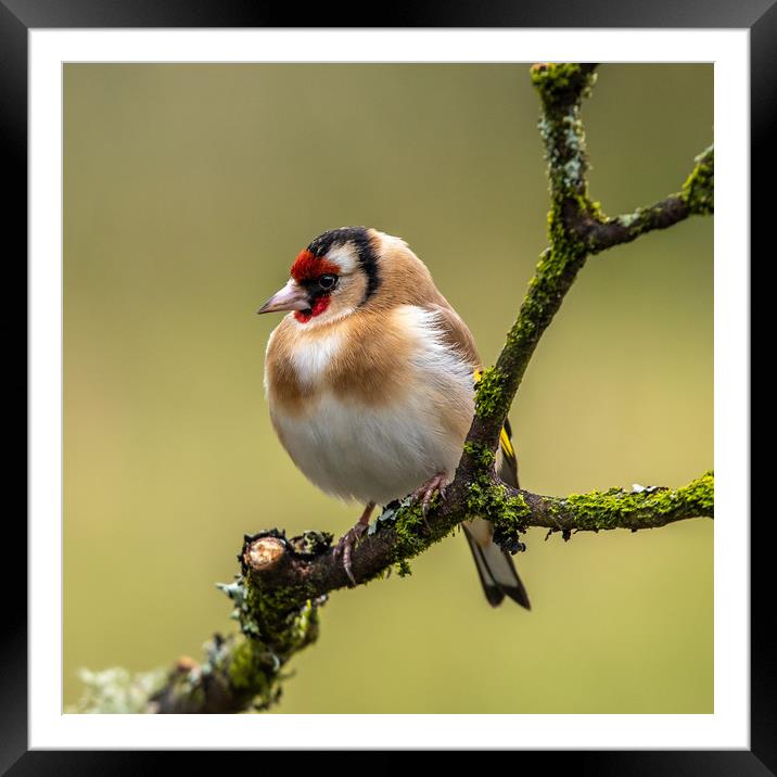 Goldfinch Framed Mounted Print by George Robertson