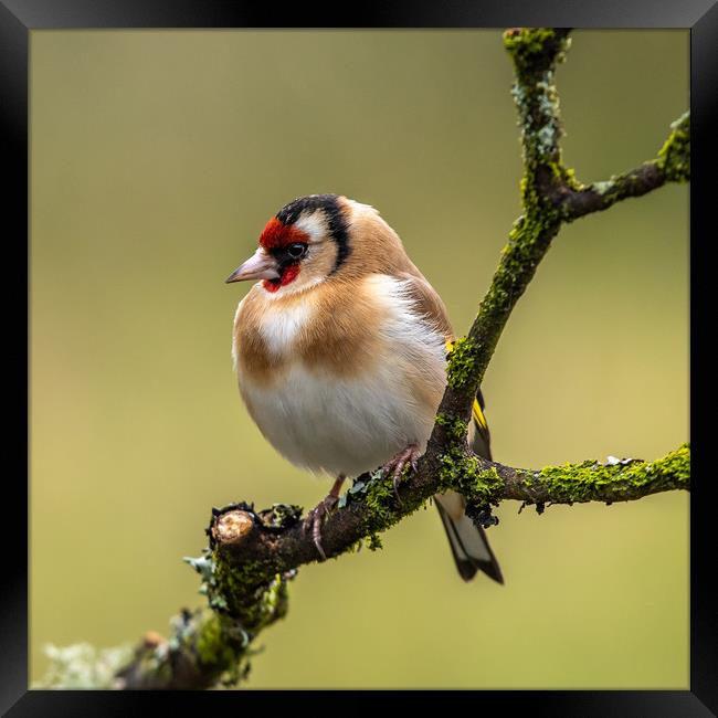 Goldfinch Framed Print by George Robertson