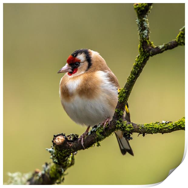 Goldfinch Print by George Robertson