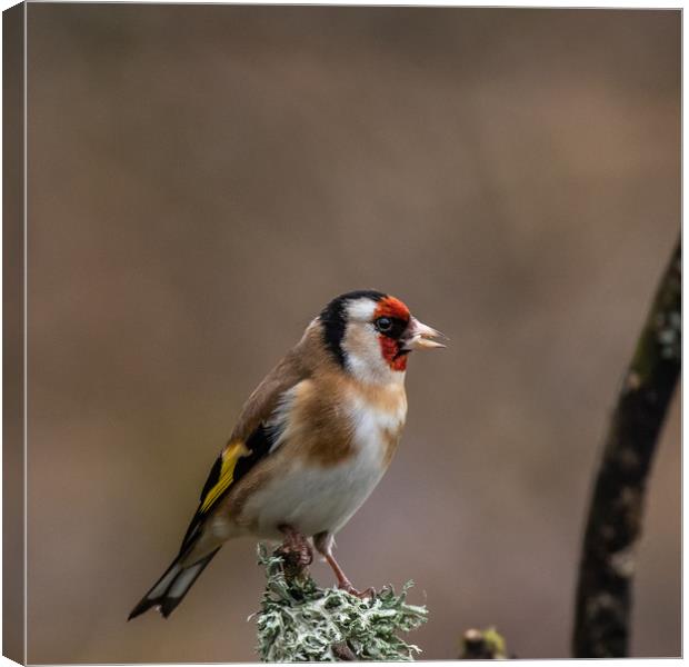 Goldfinch Canvas Print by George Robertson