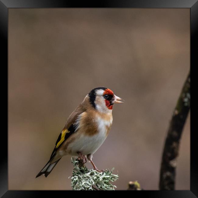 Goldfinch Framed Print by George Robertson
