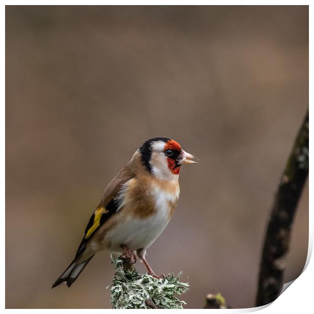 Goldfinch Print by George Robertson