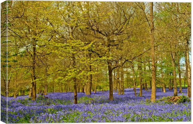 Enchanting Bluebell Carpet Canvas Print by Andy Evans Photos