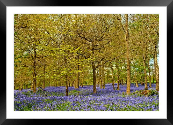 Enchanting Bluebell Carpet Framed Mounted Print by Andy Evans Photos