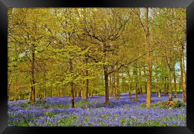 Enchanting Bluebell Carpet Framed Print by Andy Evans Photos