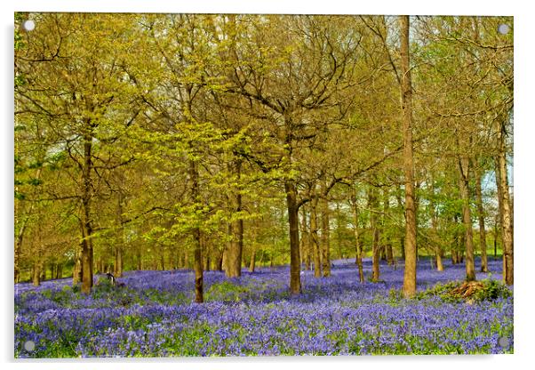 Enchanting Bluebell Carpet Acrylic by Andy Evans Photos