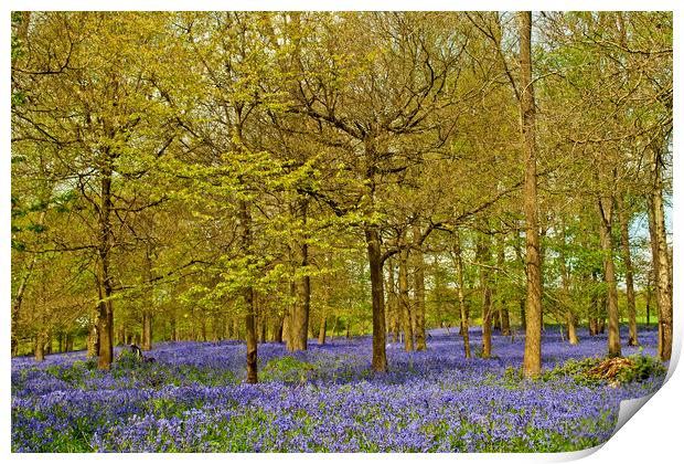 Enchanting Bluebell Carpet Print by Andy Evans Photos