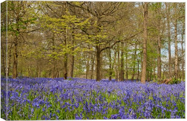 Bluebell Woods Greys Court Oxfordshire  Canvas Print by Andy Evans Photos