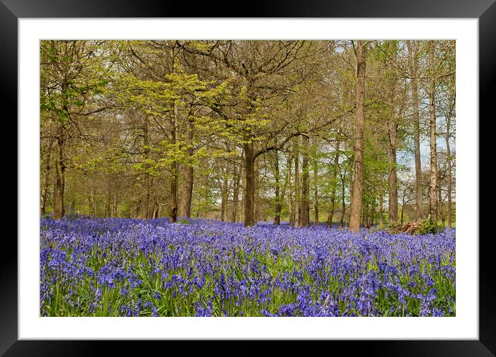 Bluebell Woods Greys Court Oxfordshire  Framed Mounted Print by Andy Evans Photos