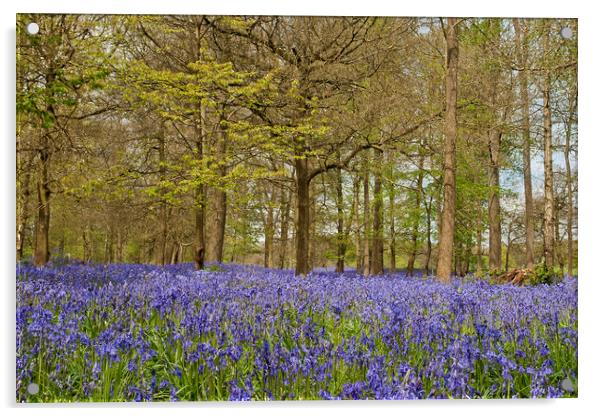 Bluebell Woods Greys Court Oxfordshire  Acrylic by Andy Evans Photos