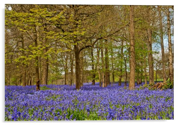 Bluebell Woods Greys Court Oxfordshire  Acrylic by Andy Evans Photos