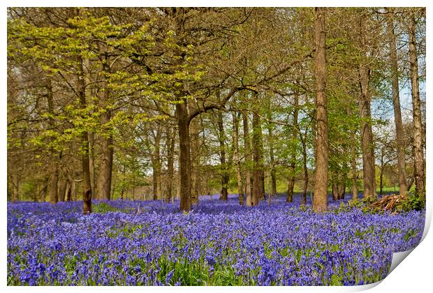 Bluebell Woods Greys Court Oxfordshire  Print by Andy Evans Photos